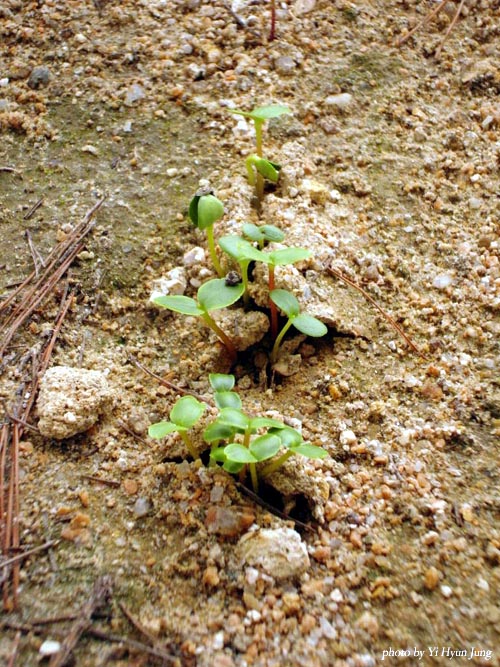 c_20090708_804_1762.jpg
